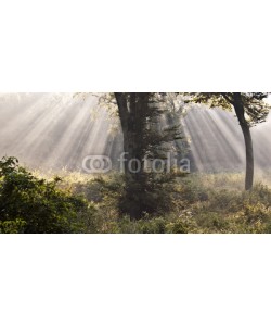 lacabetyar, Mystical forest