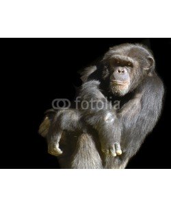 Laurin Rinder, Chimpanze on a Black Background