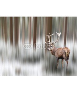 LeitnerR, Hirsch in bearbeiteter Winterlandschaft