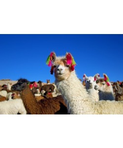 Larissa Kahle Fernandez, Chewpaka