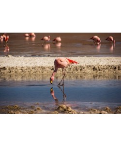 Larissa Kahle Fernandez, Flamango