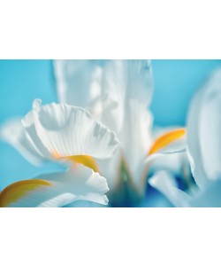 Dina Marie, Tropical Dreams