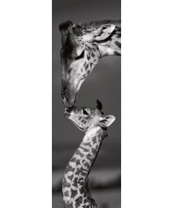 Marilyn Parver, Masai mara Giraffes