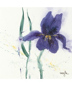 Marthe, Iris II