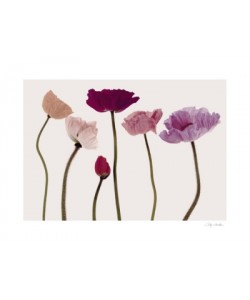 Katja Marzahn, COLOURFUL POPPIES