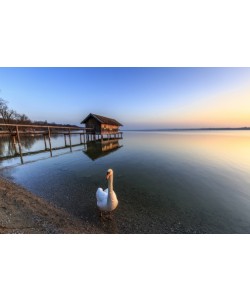 Markus Scholz, Schwan am Ammersee