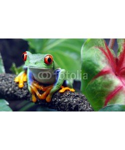 macropixel, Red-Eyed Tree Frog
