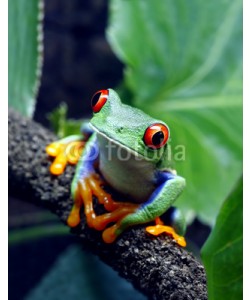 macropixel, Red-Eyed Tree Frog