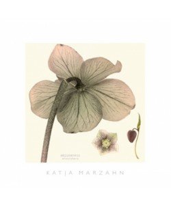 Katja Marzahn, Hellebore II