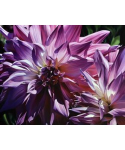 Michael Schuh, Dueling Dahlias