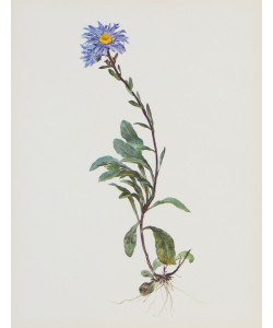 Moritz Michael Daffinger, Berg-Sternblume