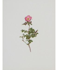 Moritz Michael Daffinger, Heckenrose