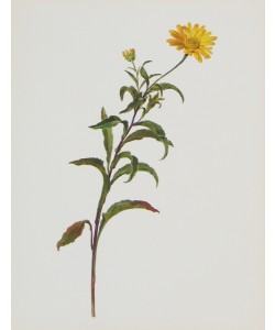 Moritz Michael Daffinger, Ochsenauge