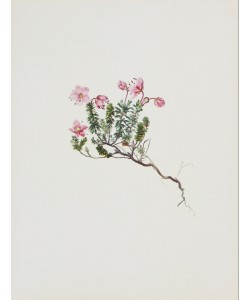 Moritz Michael Daffinger, Zwergalpenrose