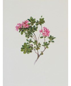 Moritz Michael Daffinger, Alpenrose