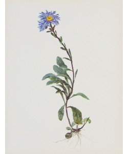 Moritz Michael Daffinger, Berg-Sternblume