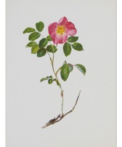 Moritz Michael Daffinger, Französische Rose