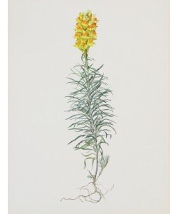 Moritz Michael Daffinger, Gemeines Leinkraut