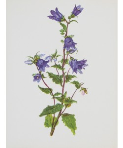 Moritz Michael Daffinger, Glockenblume