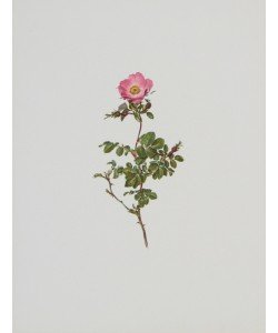 Moritz Michael Daffinger, Heckenrose