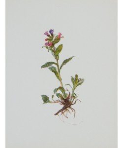 Moritz Michael Daffinger, Lungenkraut