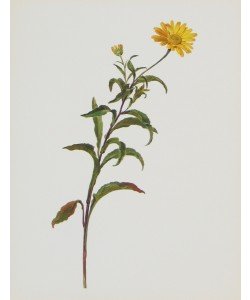Moritz Michael Daffinger, Ochsenauge