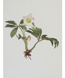 Moritz Michael Daffinger, Schneerose