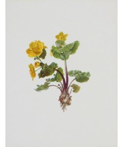 Moritz Michael Daffinger, Sumpfdotterblume