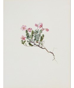 Moritz Michael Daffinger, Zwergalpenrose