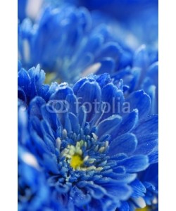 Natalia Klenova, blue flowers