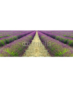 Natalia Klenova, lavender field