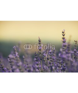 Natalia Klenova, lavender field