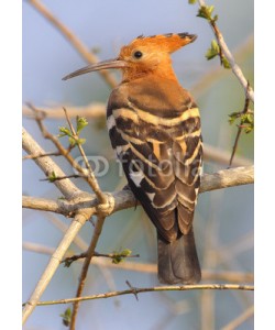 natureimmortal, Hoopoe