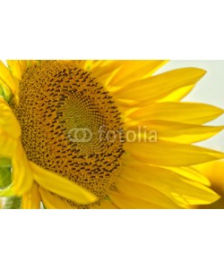 Natalia Klenova, sunflower