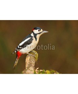 natureimmortal, Greater spotted woodpecker on mossy branch