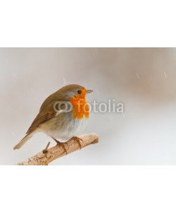 natureimmortal, Robin in winter