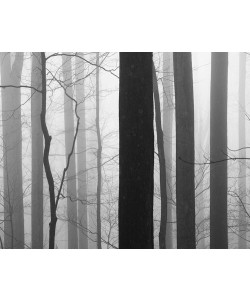 Nicholas Bell, Forest Code
