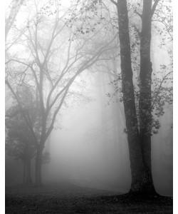 Nicholas Bell, November Fog