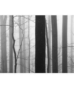 Nicholas Bell, Forest Code