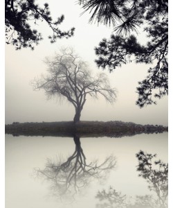 Nicholas Bell, Winter Willow