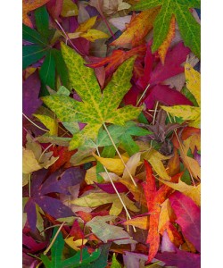 Norm Stelfox, Candy Leaves