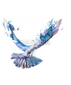 okalinichenko, bird