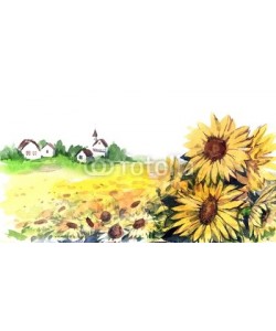 okalinichenko, sunflowers