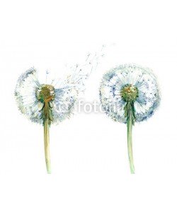 okalinichenko, couple od dandelions