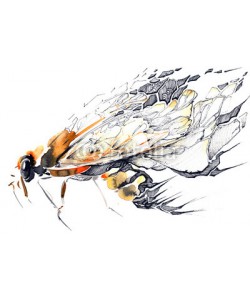 okalinichenko, insect