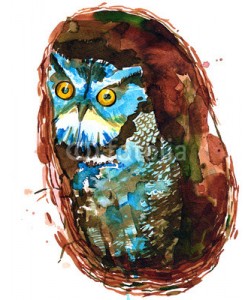 okalinichenko, owl