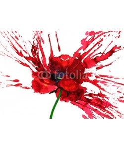 okalinichenko, poppy flower