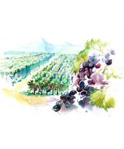 okalinichenko, vineyards