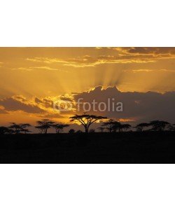 Pedro Bigeriego, Sunset in Africa with bird perching in