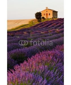 PHB.cz, chapel with lavender and grain fields, Plateau de Valensole, Pro